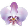 Purple Orchid - Rastline - 