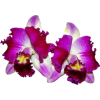 Purple Orchid - Растения - 