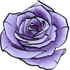 Purple Rose - 植物 - 