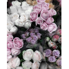 Purple Roses - Plants - 