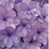 Purple - Fundos - 