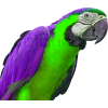 Purple and Green Parrot - 动物 - 