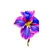 Purple flower - Uncategorized - 