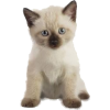 Ragdoll kitten - Animais - 