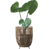 Rattan pot - 植物 - 