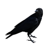 Raven - Animals - 