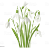 Realistic Flowers Bunch Snowdrops - Plants - 