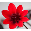 Red Flowers - Sfondo - 