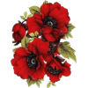 Red Flowers - Plantas - 