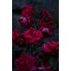 Red Flowers  - Fondo - 