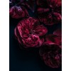 Red Flowers - Background - 