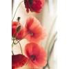 Red Poppy Flower - Natural - 
