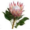 Red Protea Flower - Natura - 