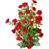 Red Rose Bush - Uncategorized - 