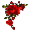 Red Rose Corner - Pflanzen - 