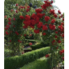 Red Rose - Natur - 