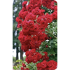 Red Rose - Priroda - 