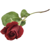 Red Rose - Растения - 