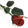 Red Rose - Plants - 