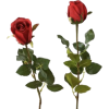 Red Rose - Plants - 