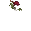 Red Rose - Pflanzen - 