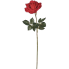 Red Rose - 植物 - 
