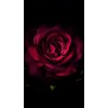Red Rose  - Background - 