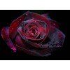 Red Rose - Background - 