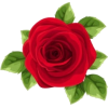 Red Rose - Uncategorized - 