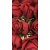 Red Roses - Rastline - 