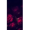 Red Roses  - Background - 