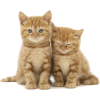 Red Kittens - Animals - 