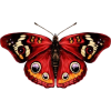 Red butterfly - Animales - 