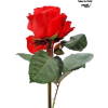 Red rose - 植物 - 