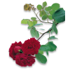 Red roses - Biljke - 
