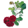 Red roses - Pflanzen - 