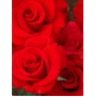 Red roses picture2 - Uncategorized - 