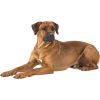 Rhodesian Ridgeback Dog - Zwierzęta - 