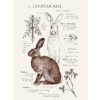 RivuletPaperShop european hare study - Ilustracje - 