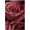 Rose flower - Plantas - 