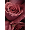 Rose flower - Растения - 