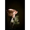 Rose flower - Biljke - 