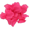 Rose Petals - Teksty - 