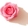 Rose - 植物 - 