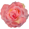 Rose Plants Pink - Rastline - 