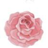 Rose - 插图 - 