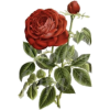 Rose - Иллюстрации - 