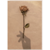 Rose - Rascunhos - 