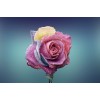 Rose - My photos - 