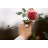 Rose - Nature - 